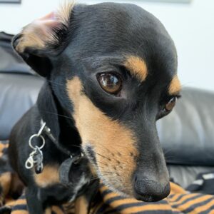 美ボディ大学マロン